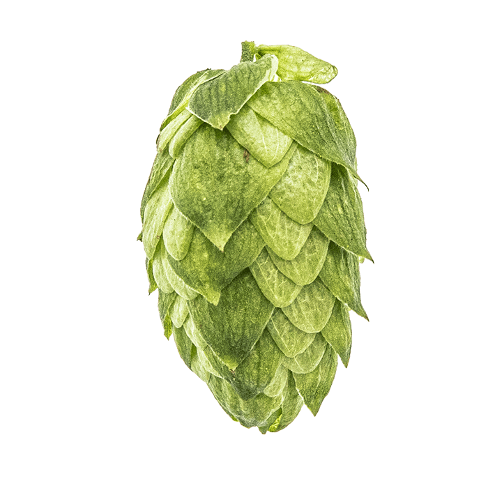 Photo of Amarillo® Brand hop cones