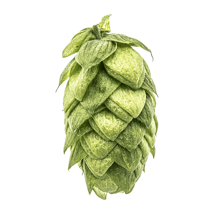 Photo of Azacca® Brand hop cones