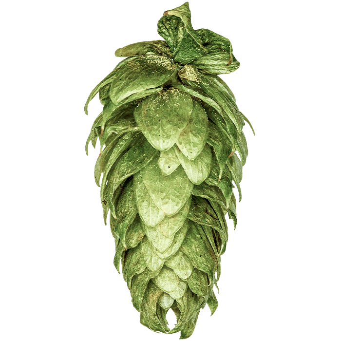 Photo of Bitter Gold hop cones