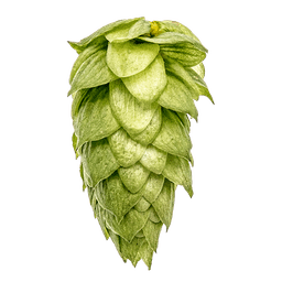 Photo of BRU-1™ Brand hop cones