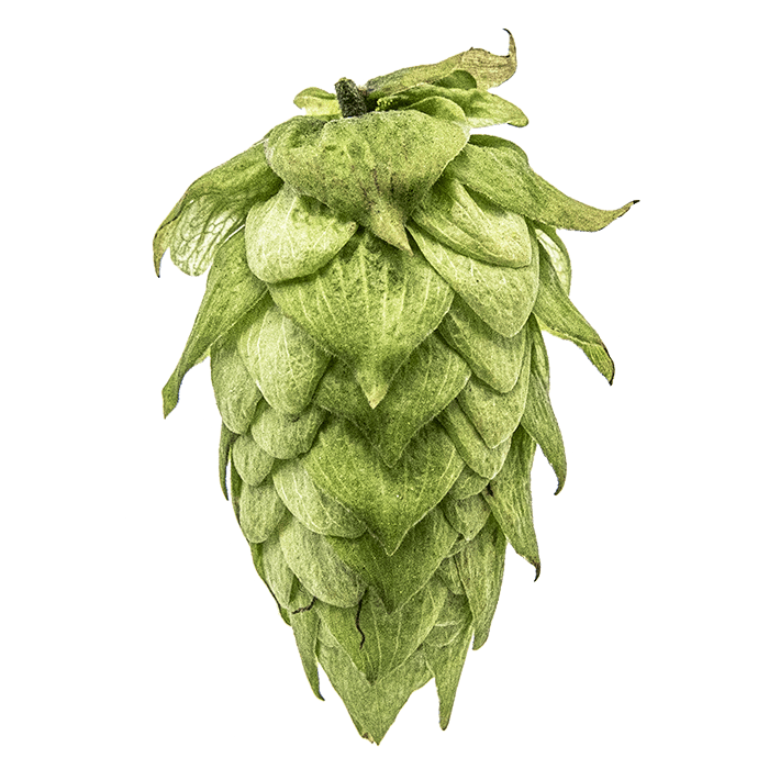 Photo of Centennial hop cones
