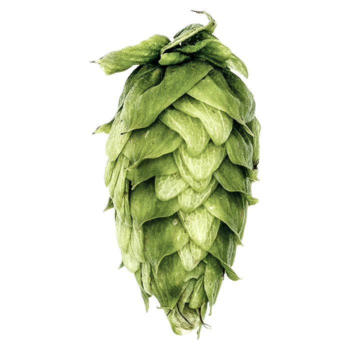 Photo of Chelan® Brand hop cones