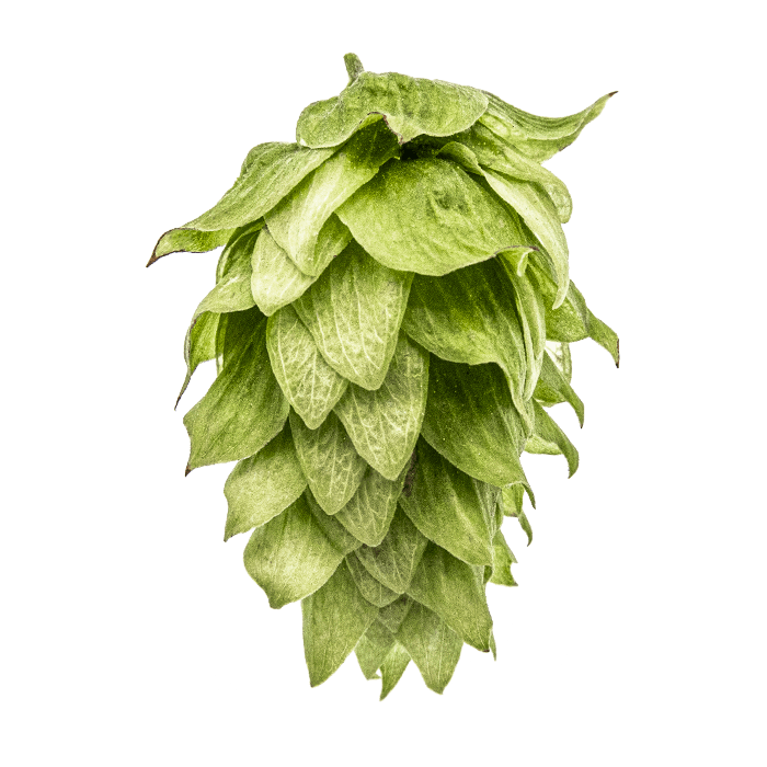Photo of Chinook hop cones