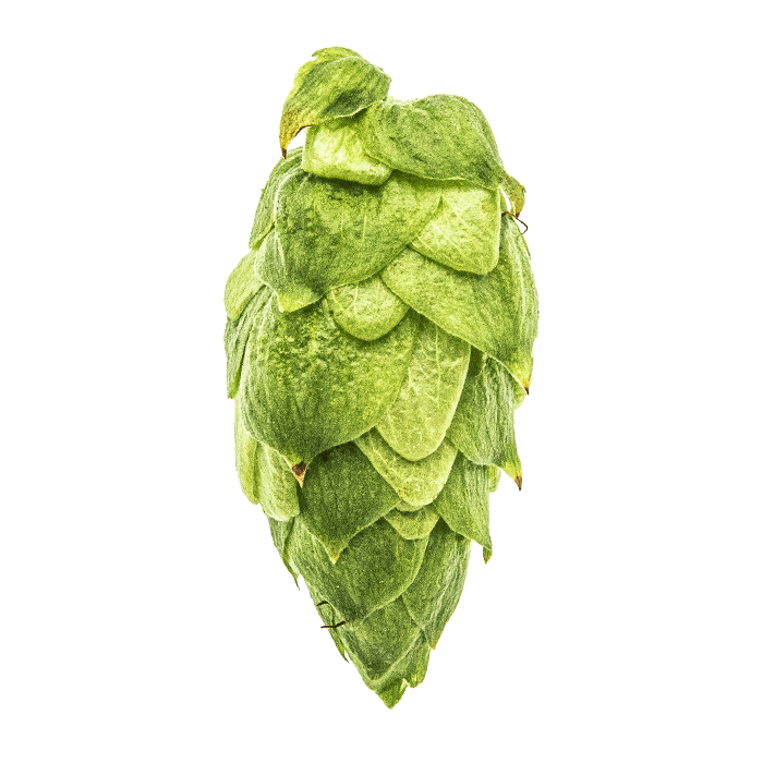 Photo of Citra® Brand hop cones