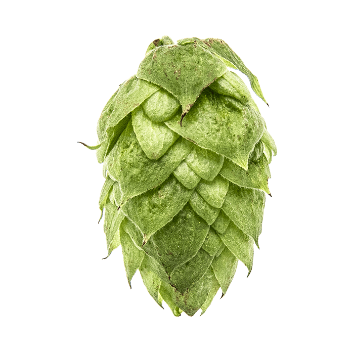 Photo of CTZ hop cones
