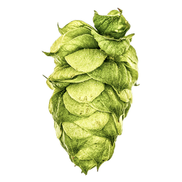 Photo of Dolcita® Brand hop cones