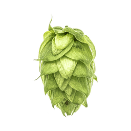 Photo of Galena hop cones