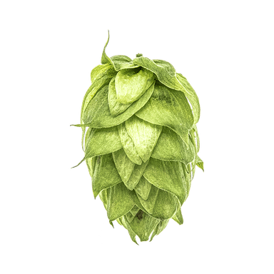 Photo of Galena hop cones Photo of Galena hop cones