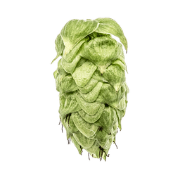 Photo of Sabro® Brand hop cones