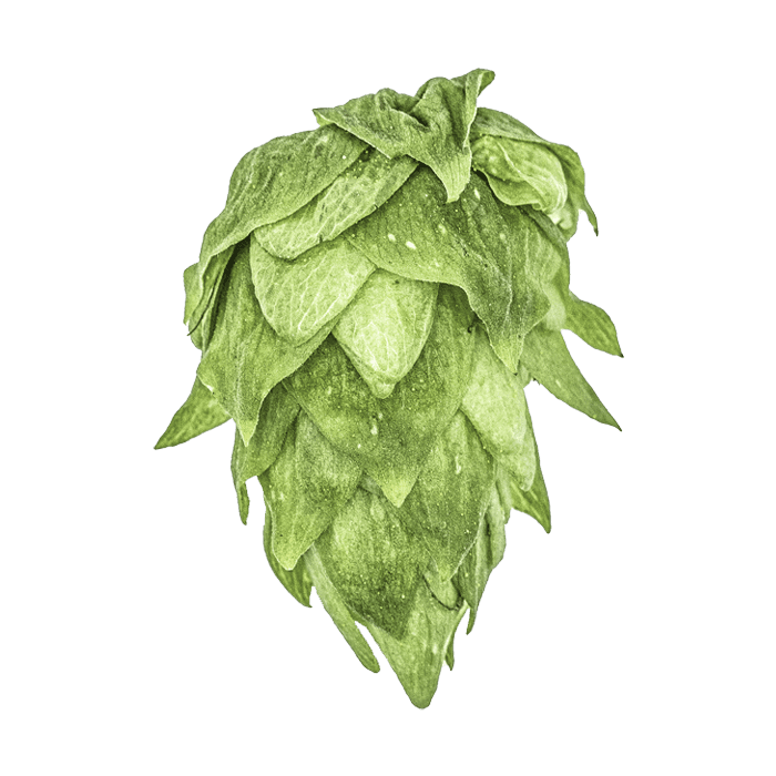 Photo of Krush® Brand hop cones