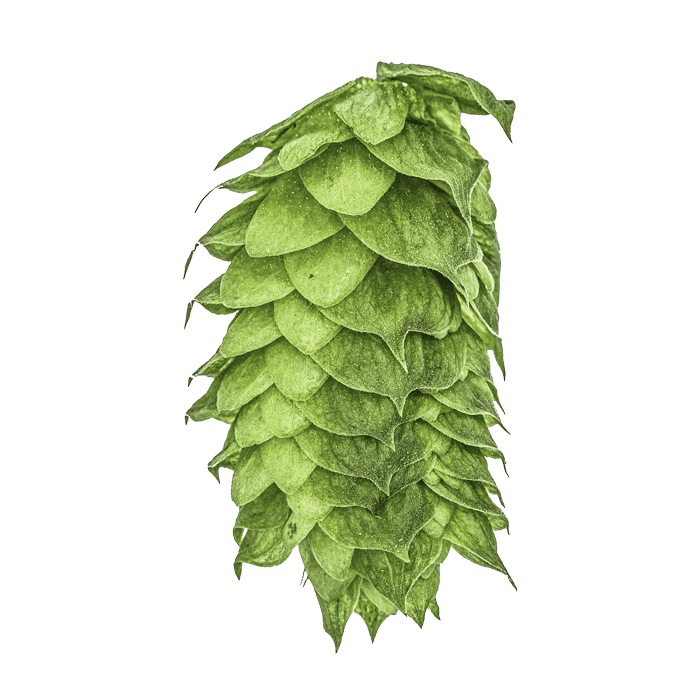 Photo of HBC 638 hop cones
