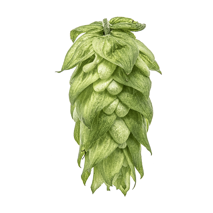 Photo of Magnum hop cones