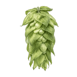 Photo of Magnum hop cones