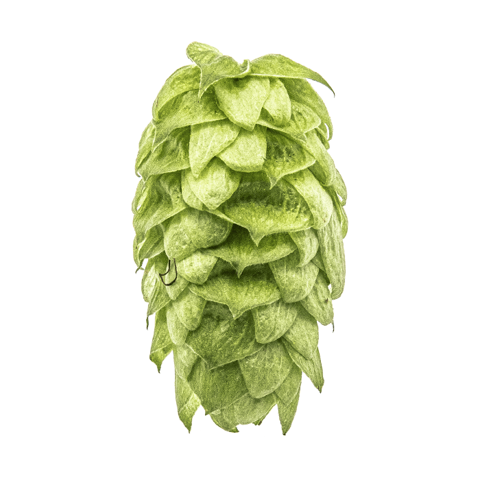 Photo of Mosaic® Brand hop cones