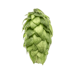 Photo of Mt. Hood hop cones