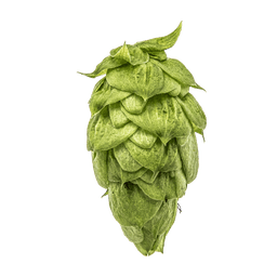Photo of Nugget hop cones