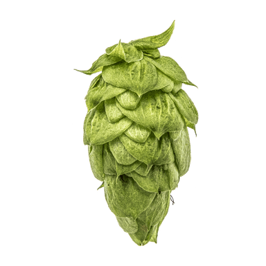 Photo of Nugget hop cones