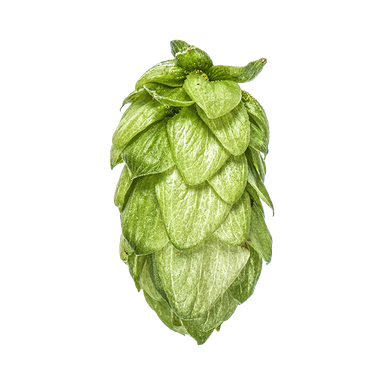Photo of Pacifica™ Brand - NZ Hops hop cones Photo of Pacifica™ Brand - NZ Hops hop cones