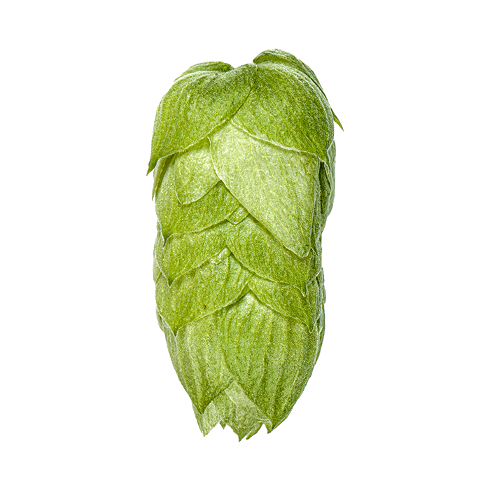 Photo of Pacific Gem hop cones