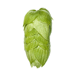 Photo of Pacific Gem hop cones