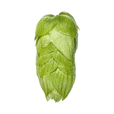 Photo of Pacific Gem hop cones
