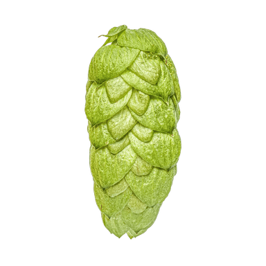 Photo of NZ Pacific Jade™ Brand hop cones