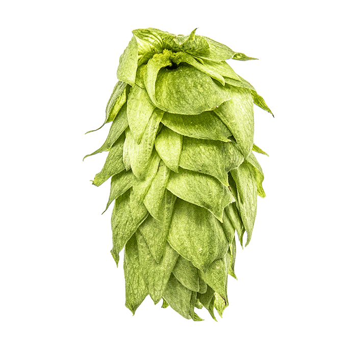 Photo of Palisade® Brand hop cones