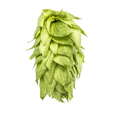 Photo of Palisade® Brand hop cones