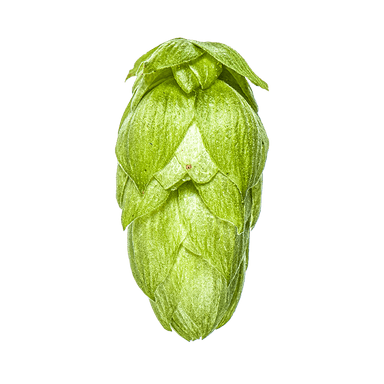 Photo of Rakau™ Brand hop cones Photo of Rakau™ Brand hop cones