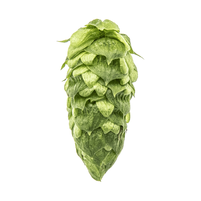 Photo of Simcoe® Brand hop cones