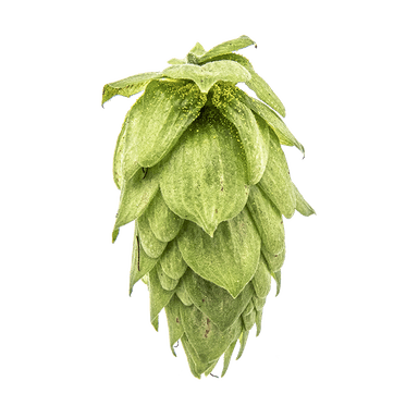 Photo of Sorachi Ace hop cones