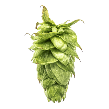 Photo of Summit™ Brand hop cones Photo of Summit™ Brand hop cones