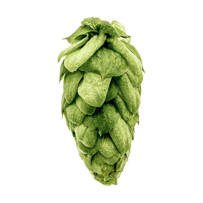 Photo of Triumph hop cones