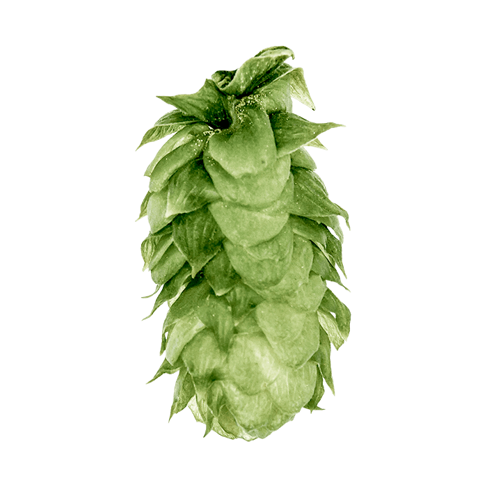 Photo of Vanguard hop cones