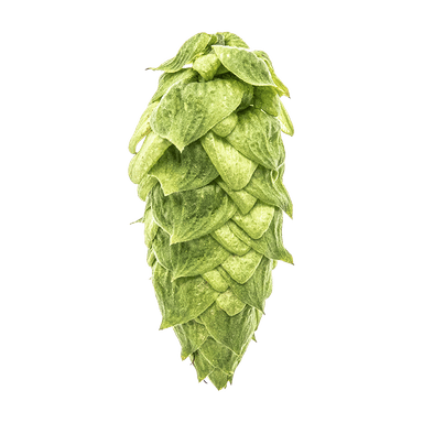 Photo of Warrior® Brand hop cones Photo of Warrior® Brand hop cones