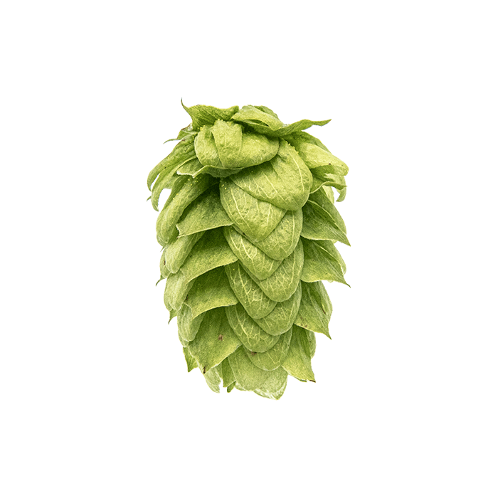 Photo of Willamette hop cones