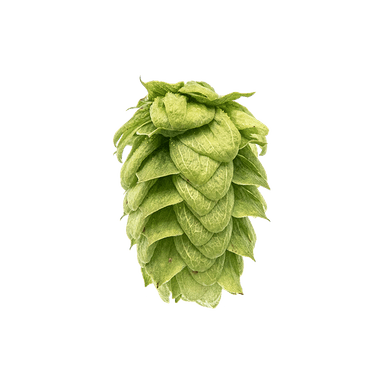Photo of Willamette hop cones