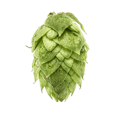 Photo of Northern Brewer hop cones Photo of Northern Brewer hop cones