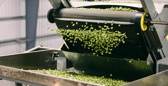 Fresh green hop cones falling from industrial processing machinery into a metal bin
