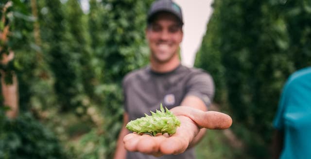 Grower holding a fresh hop cone in an open palm in a hop field