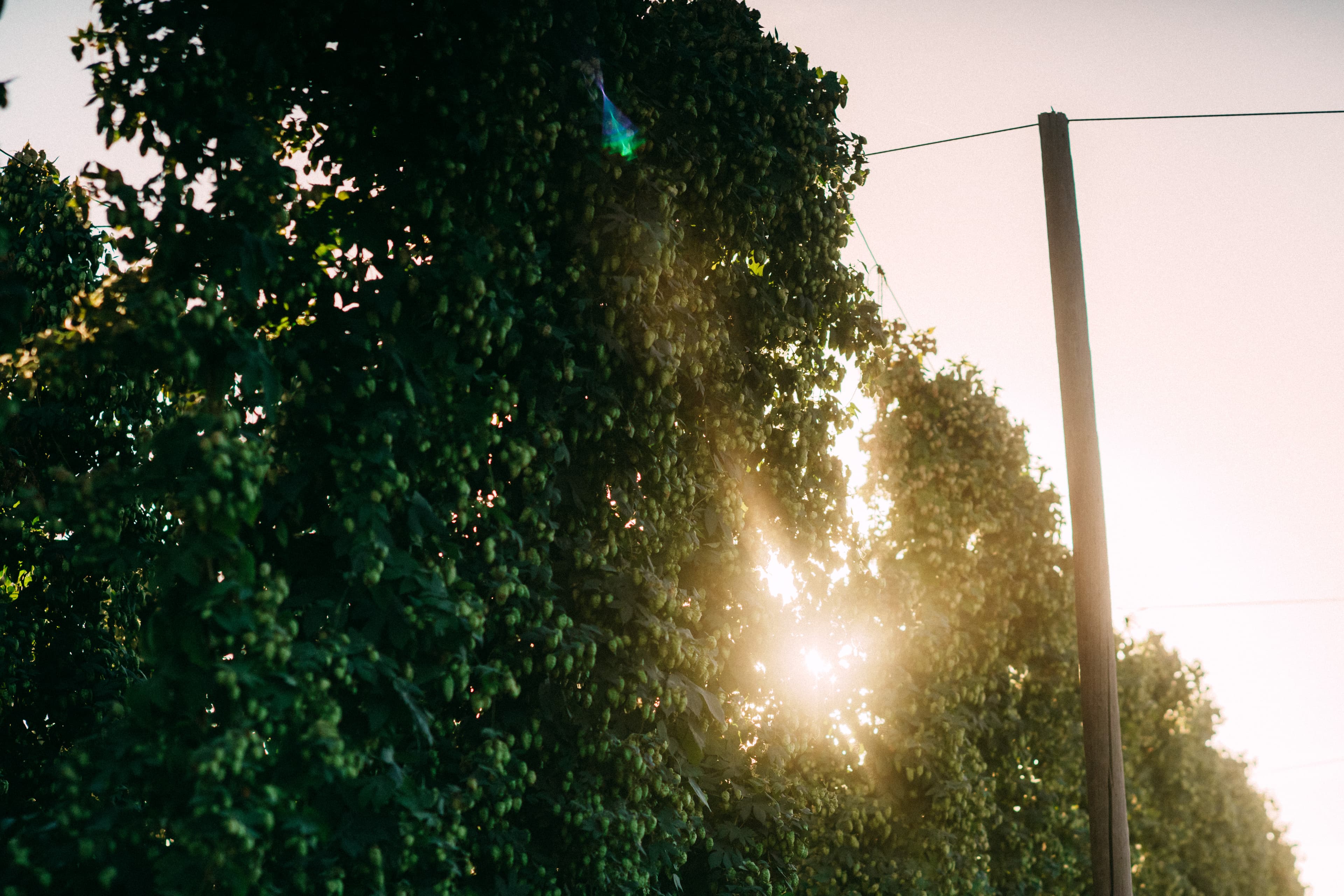 Sunburst through hop trellis filled with bines