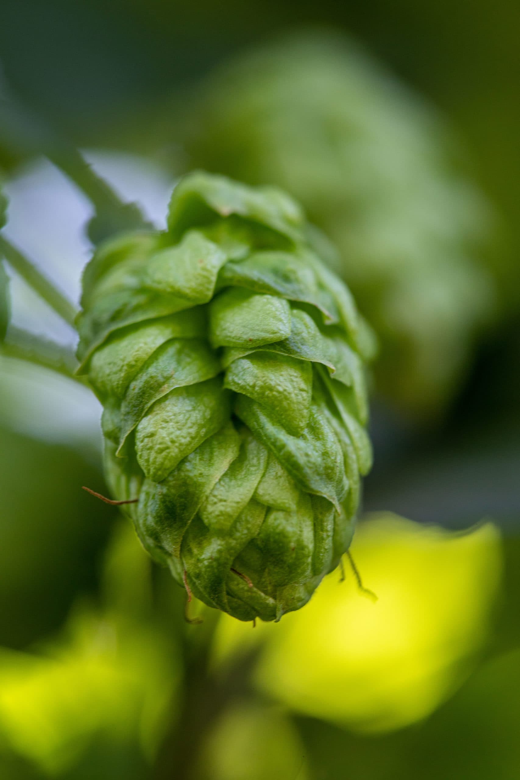 wysiwyg/talus-hops.jpg