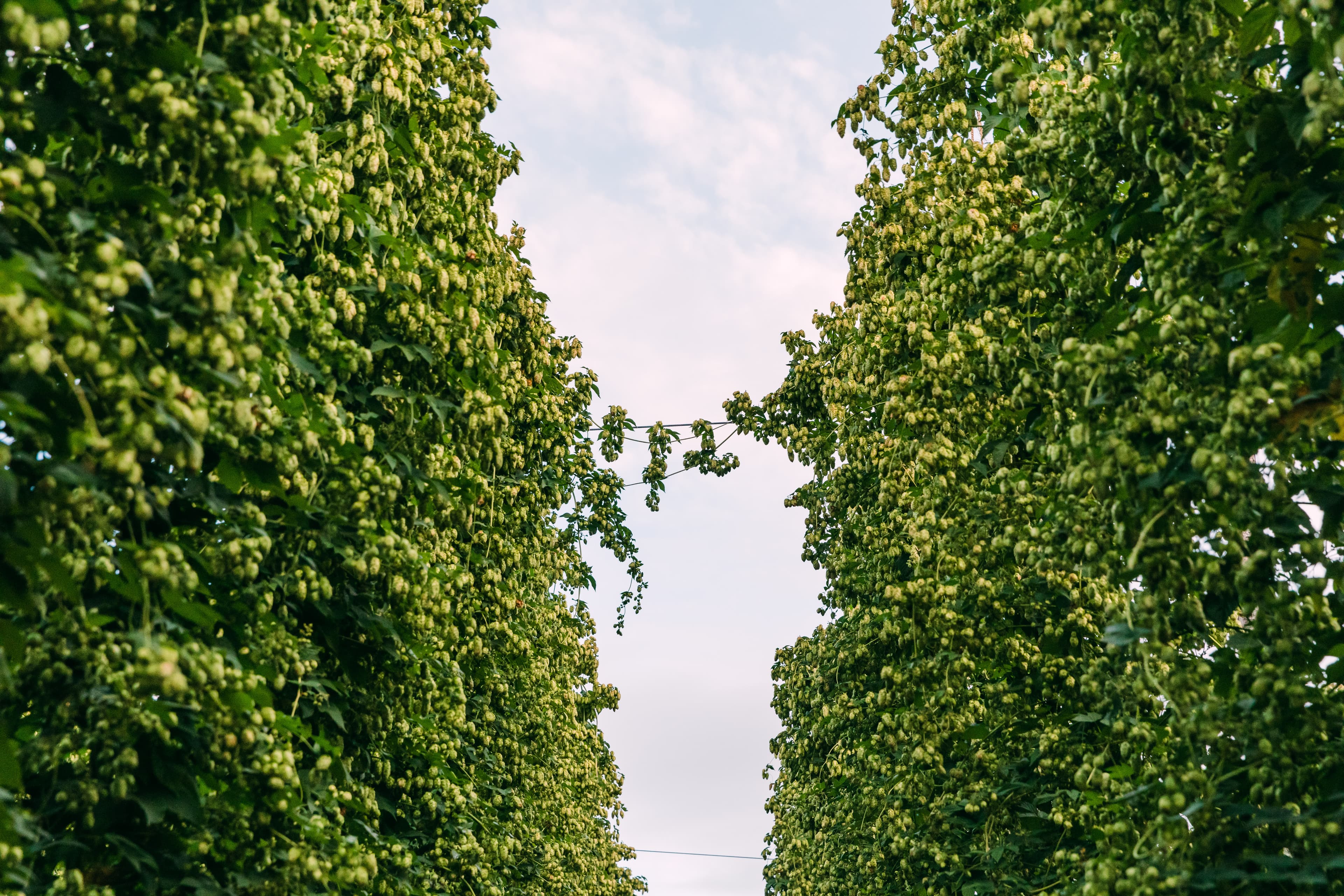 Two hop bine side arms connect across a tall trellis row in a hop field