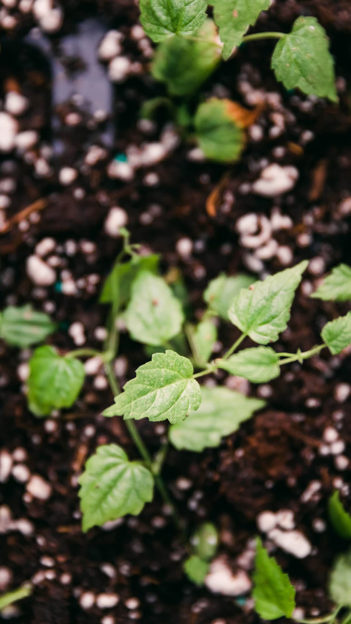 Aerial view of one baby hop plant sprouting out of soil