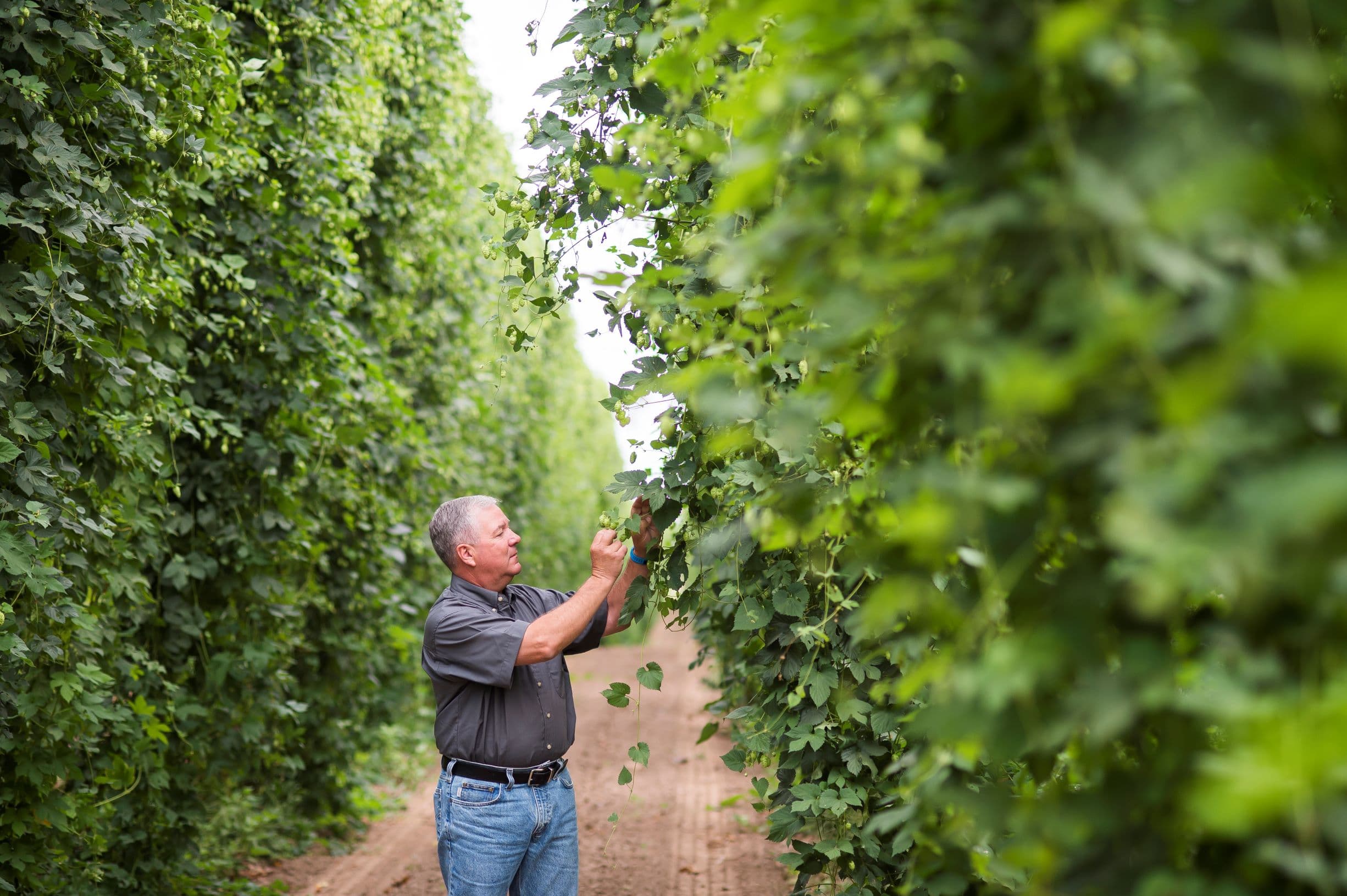 triump hops