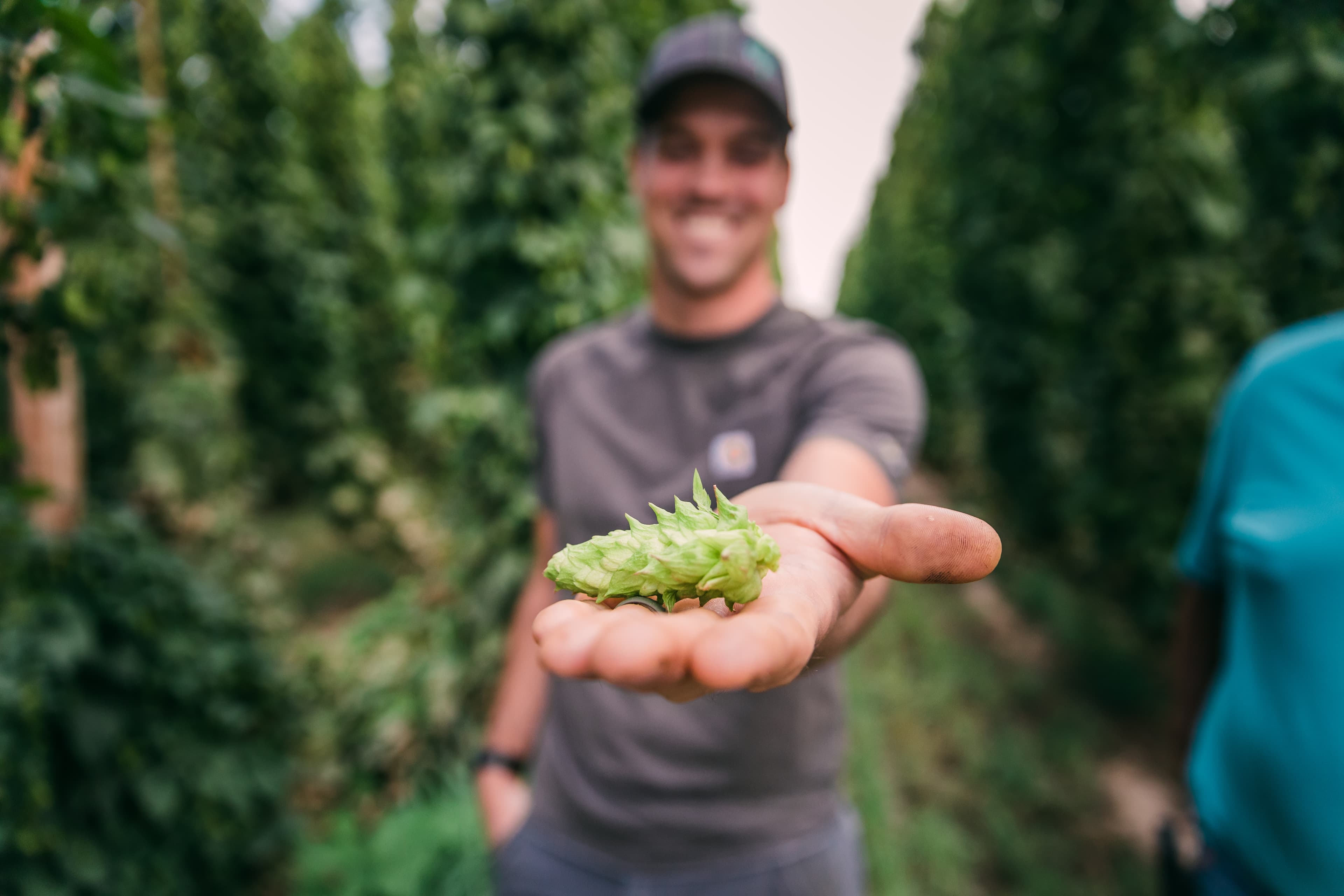 Man holds a fresh green hop while standing in a field of fresh hops