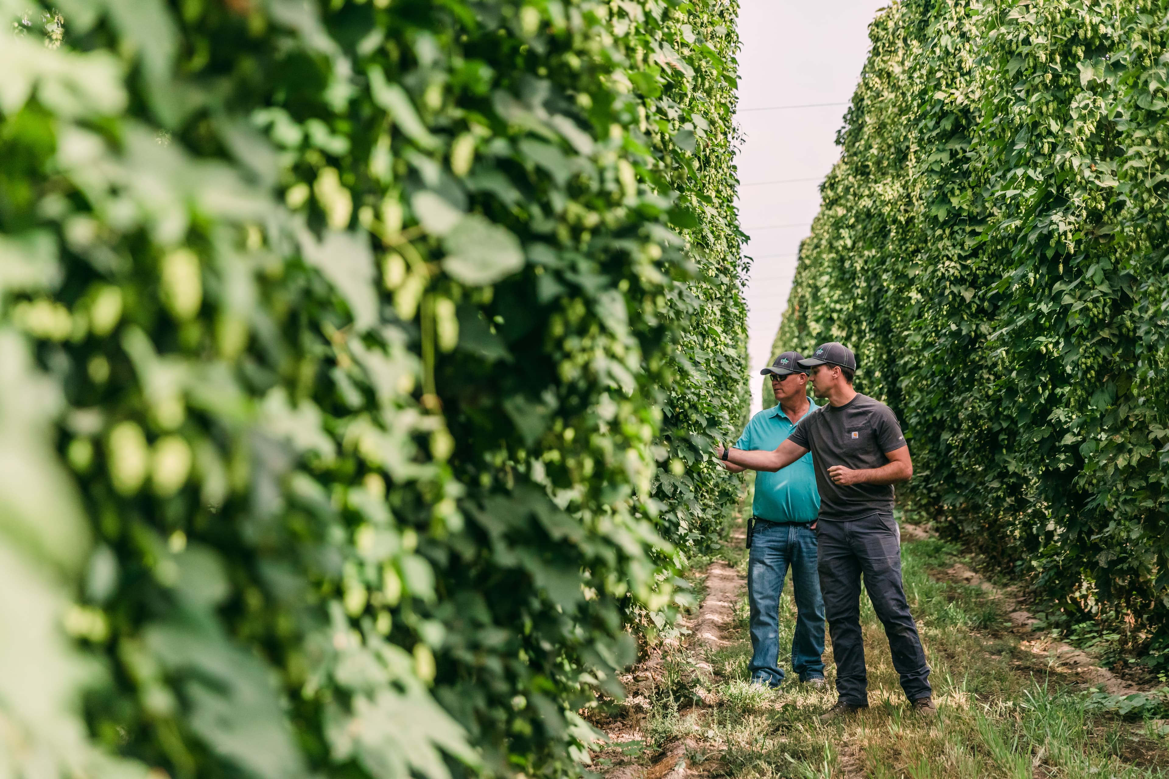 Two growers inspecting hop bines on their farm